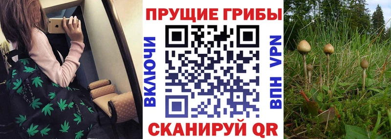 это телеграм  blacksprut ссылка  Рязань  Псилоцибиновые грибы GOLDEN TEACHER 